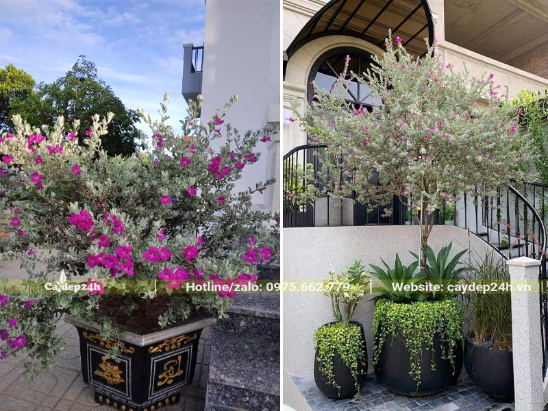 Trồng cây Tuyết Sơn Phi Hồng trong chậu cảnh trang trí sân nhà biệt thự