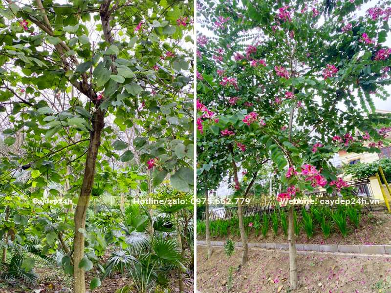 Ban Tím trồng đường phố đang ra hoa rực rỡ