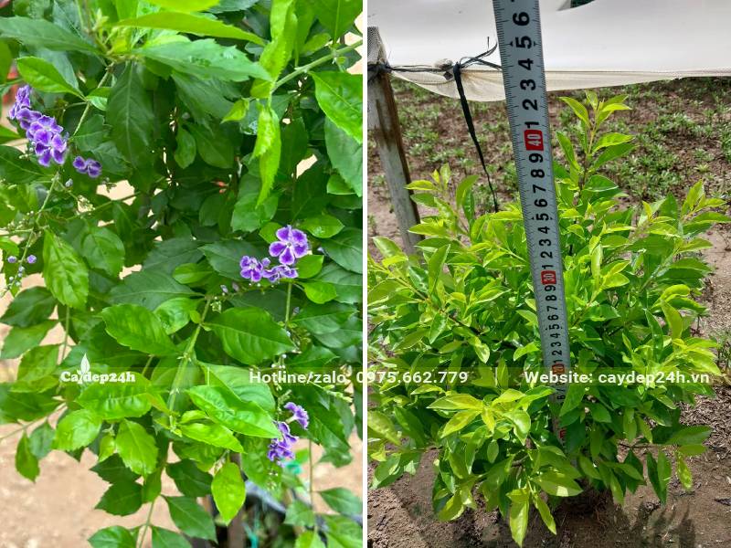 Đo chiều cao cây chuỗi ngọc tím