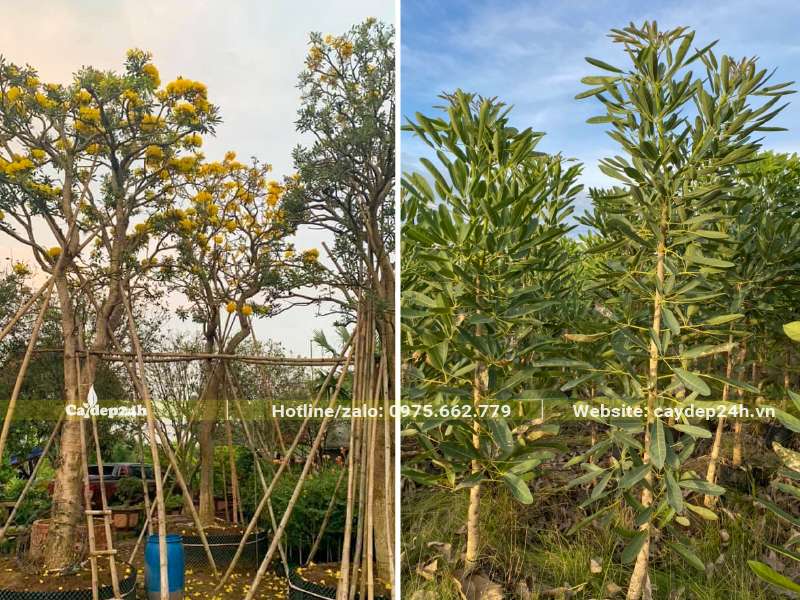 Vườn trồng và vườn dâm ủ cây Chuông Vàng thân gỗ