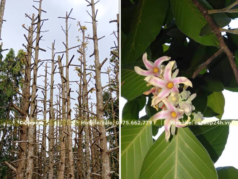 Cây Dầu Rái mới dâm ủ, cành đã cắt gọn chỉ để khoảng 30cm