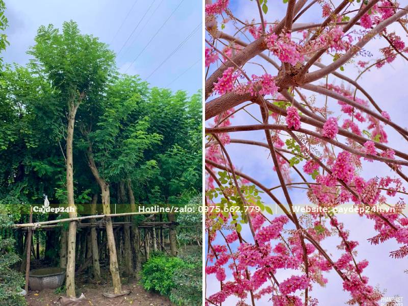 Cây hoa Đỗ Mai lâu năm đường kính gốc 10cm trở lên được dâm ủ hàng loạt tại vườn