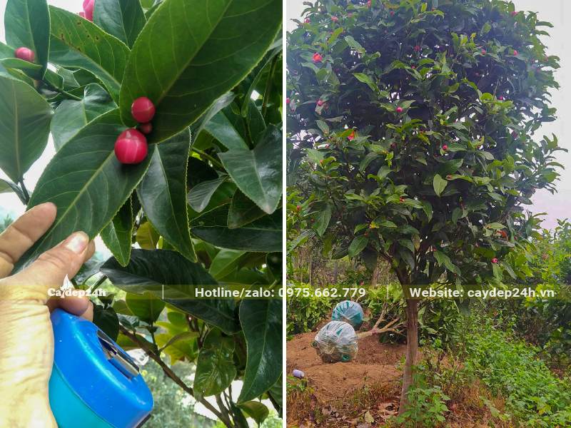 Bứng cây hoa Hải đường đang ra nụ