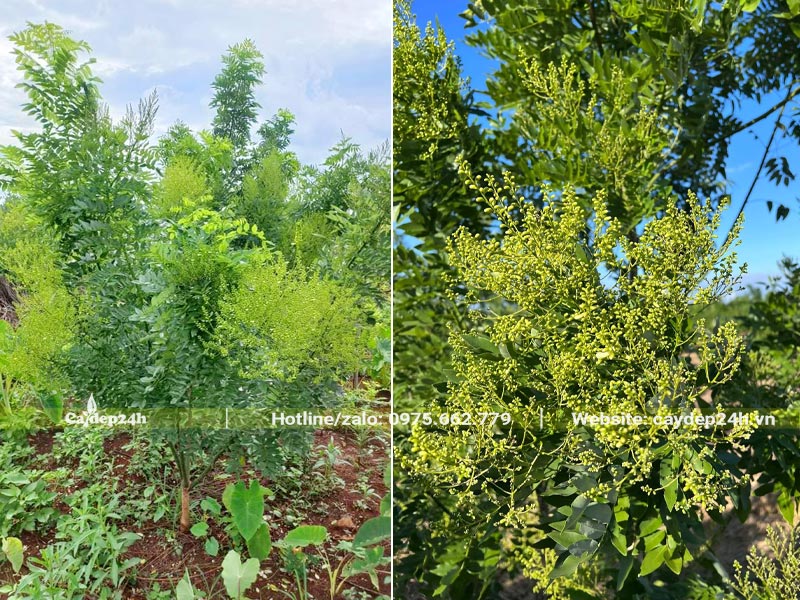 Cây Hoa Hòe còn nhỏ đã cho hoa cực kỳ nhiều