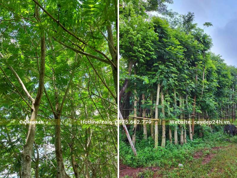 Vườn trồng và dâm ủ số lượng lớn cây Lim Xẹt cao gần 5m