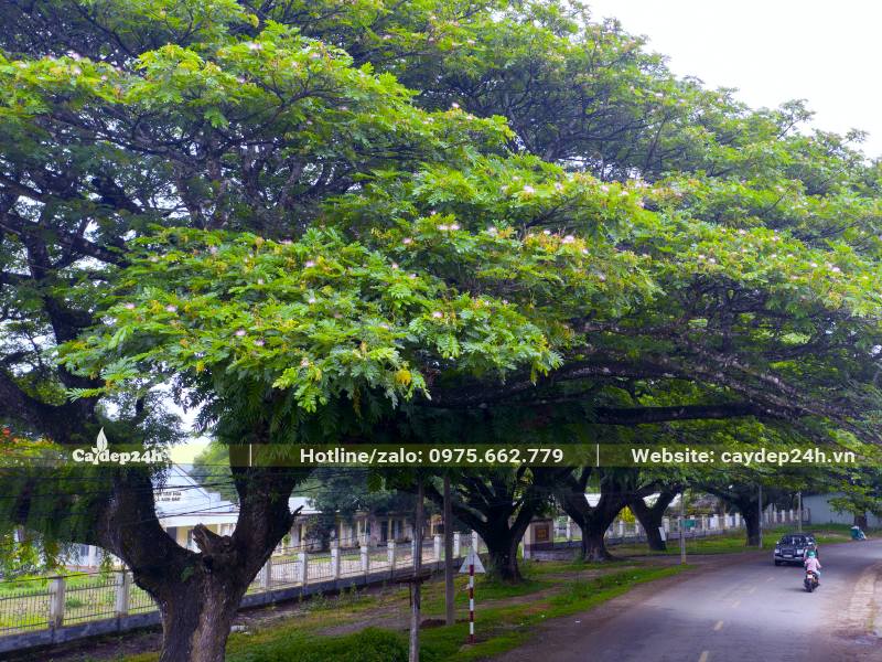 Hàng cây Me Tây cổ thụ tán hình dù siêu lớn