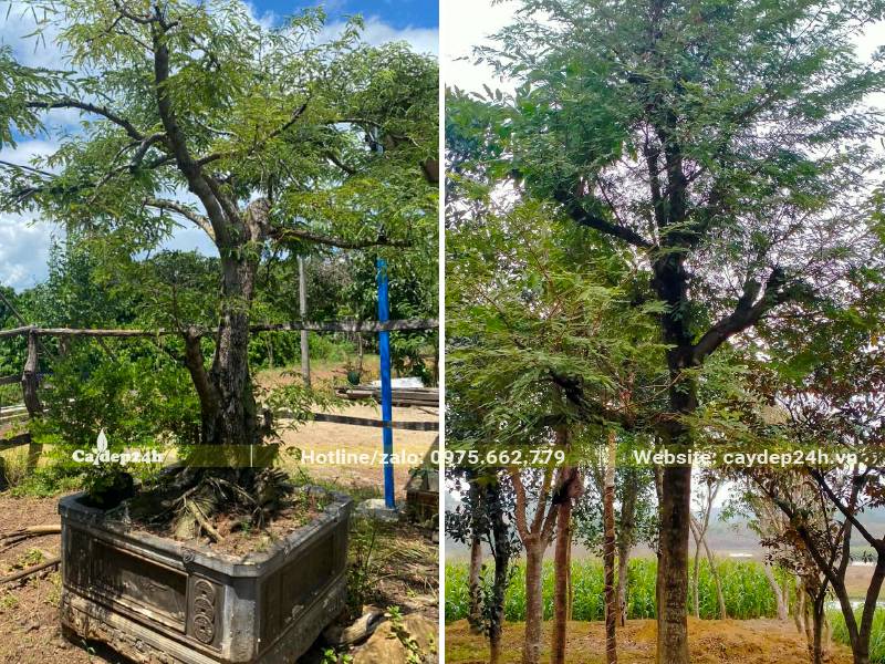 Chậu cây Me bonsai trang trí sân vườn và cây trồng lấy bóng mát kích thước lớn