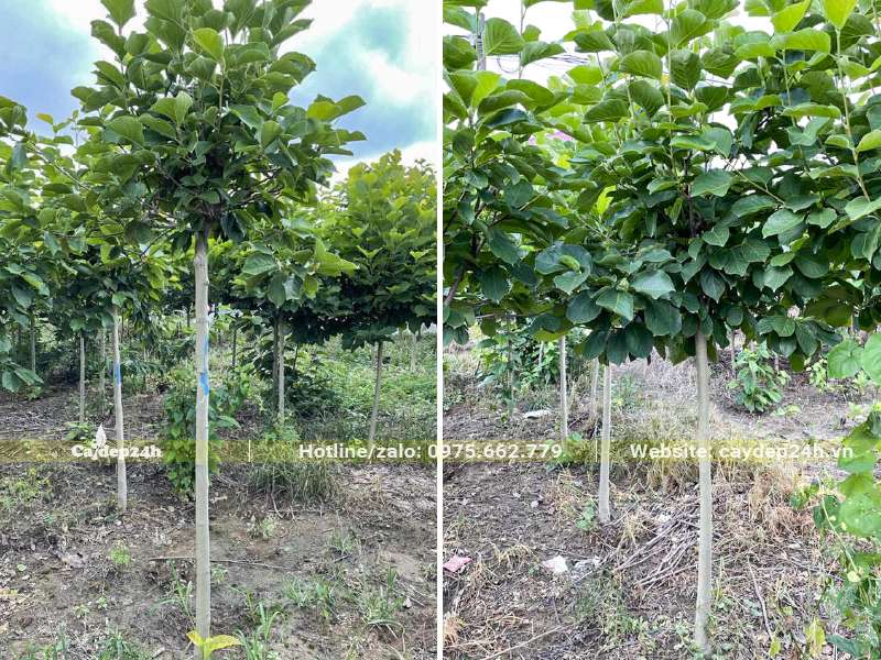 Vườn trồng cây hoa Mộc lan đường kính gốc 3 - 5cm