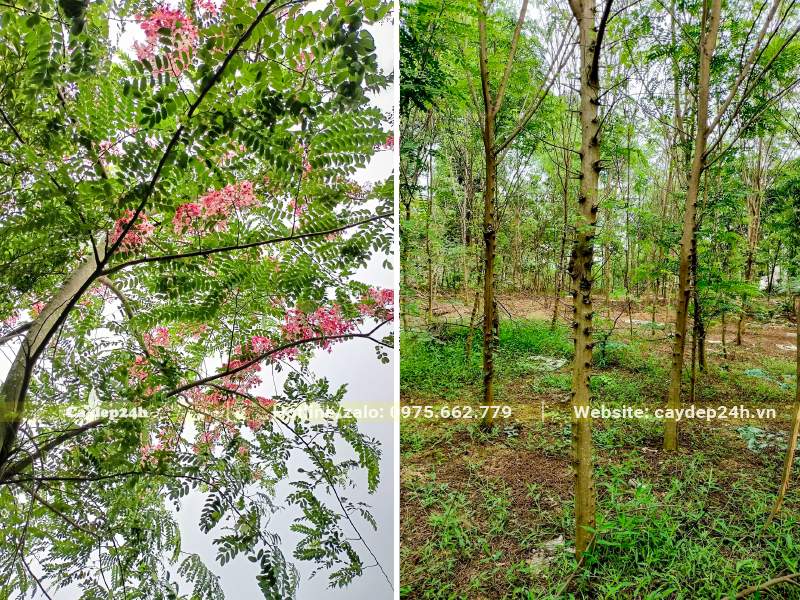 Thân cây Muồng Hoa Đào có gai, cành lá tỏa rộng, hoa đẹp
