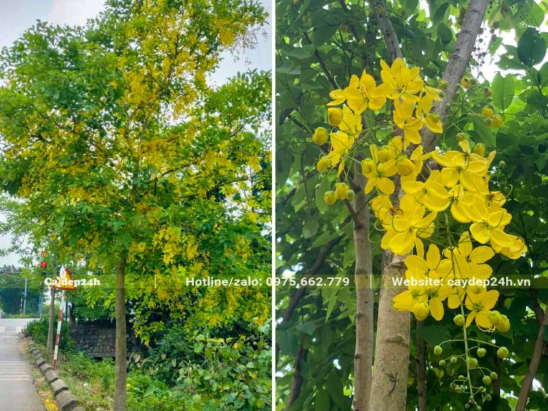 Cây Bọ Cạp Vàng đang ra hoa