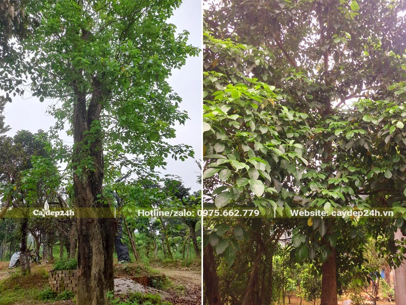 Cây Nhội công trình cao lớn, đã trồng gần 20 năm