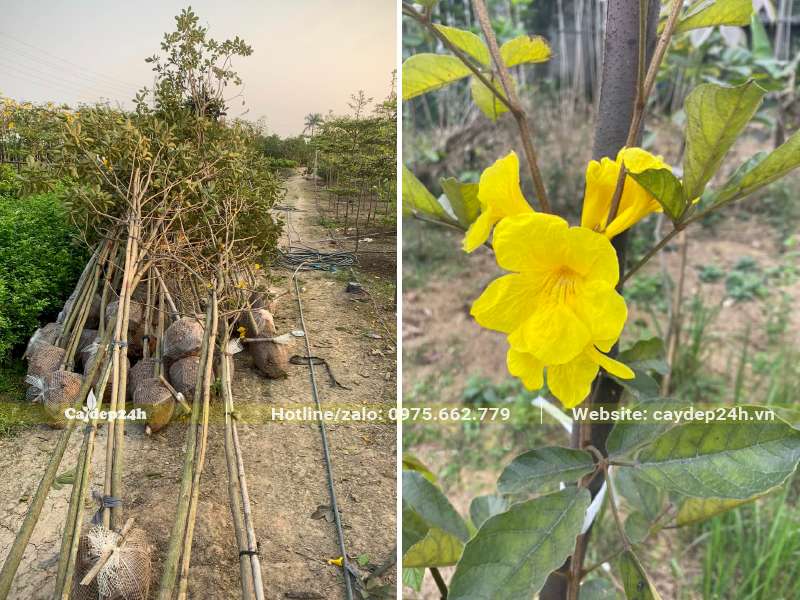 Bứng cây Phong Linh hoa vàng đường kính gốc 3cm