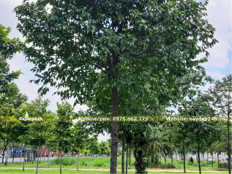 Cây Sao Đen trồng trong công viên thân thẳng, tán rộng có đường kính khoảng 3m