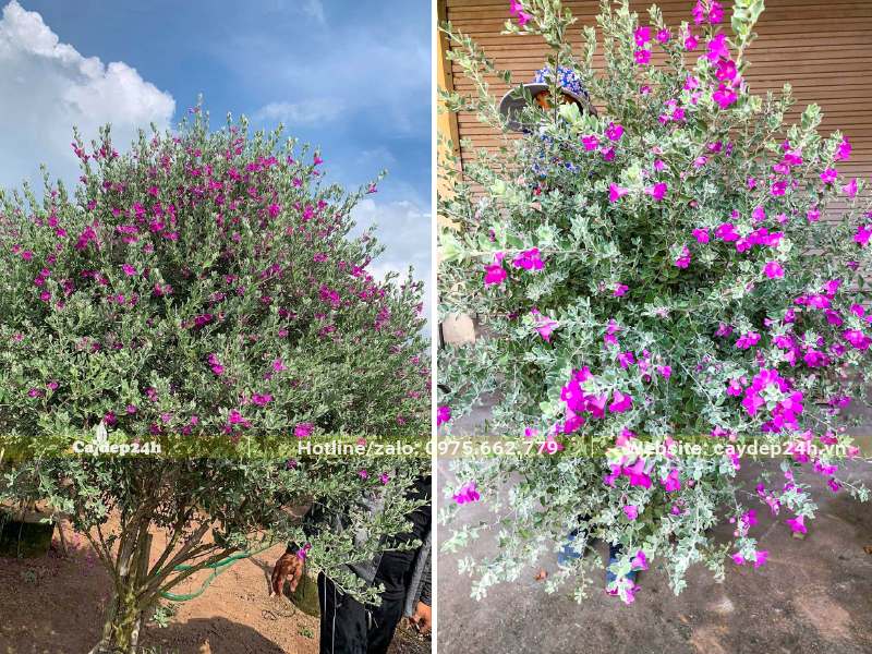 Vườn cây Tuyết Sơn Phi Hồng trưởng thành tán đẹp, hoa sai