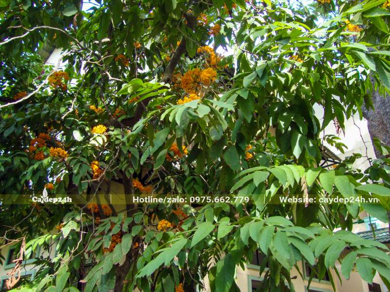 Tán lá của cây Vàng Anh rừng