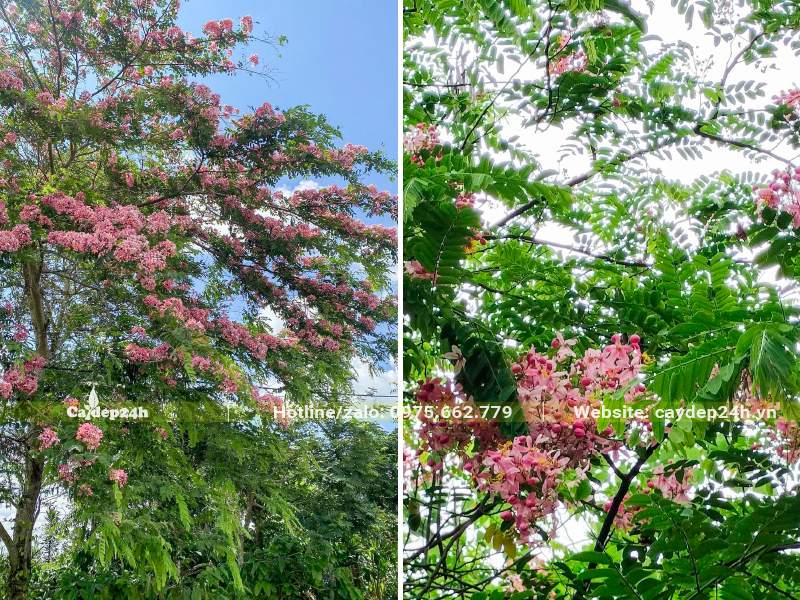 Cây Muồng Hoa Đào đang ra hoa