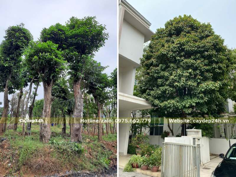 Sang Sẻ trồng trước nhà biệt thự