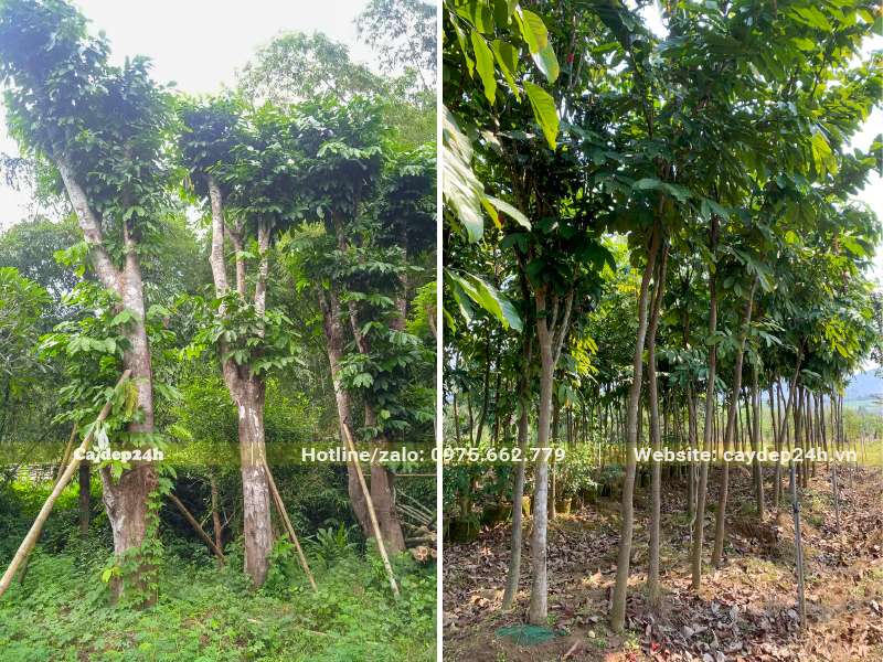 Cây Vàng Anh đủ mọi kích thước lớn nhỏ đang trồng và dưỡng tại nhà vườn