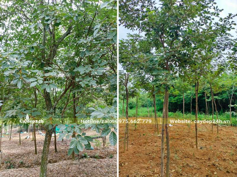 Vườn chuyên trồng và nuôi dưỡng cây phong linh, thân thẳng, tán tròn đẹp