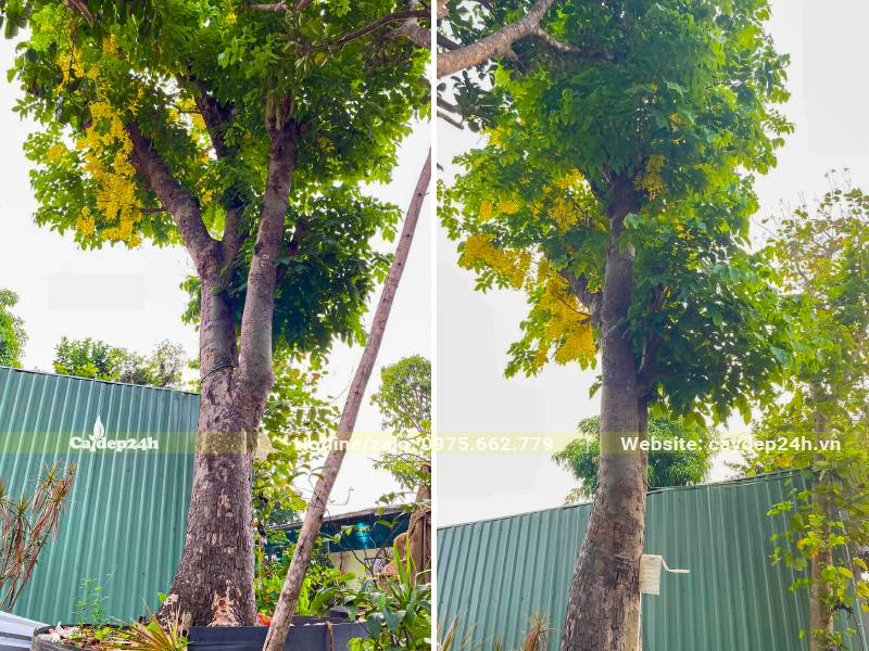 Cây Muồng Hoàng Yến cổ thụ dâm ủ nhiều năm đường kính gốc 25 - 30cm