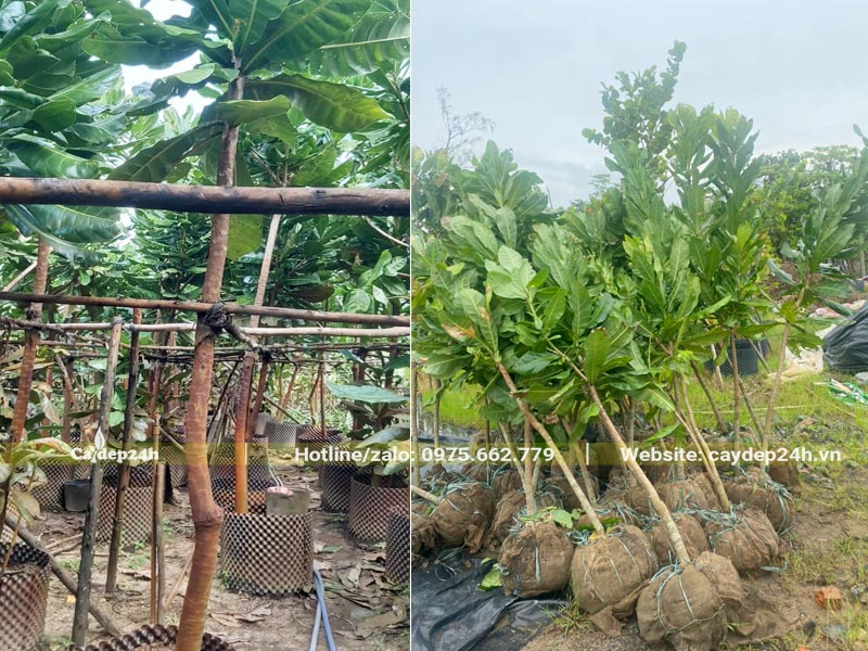 Cây Bàng Vuông cao 3 - 5m, đã dâm ủ kỹ