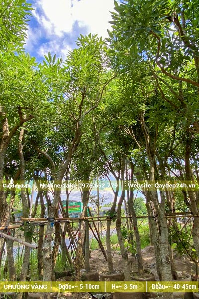Hàng Chuông Vàng thân gỗ dưỡng lâu năm, đk gốc khoảng 10cm