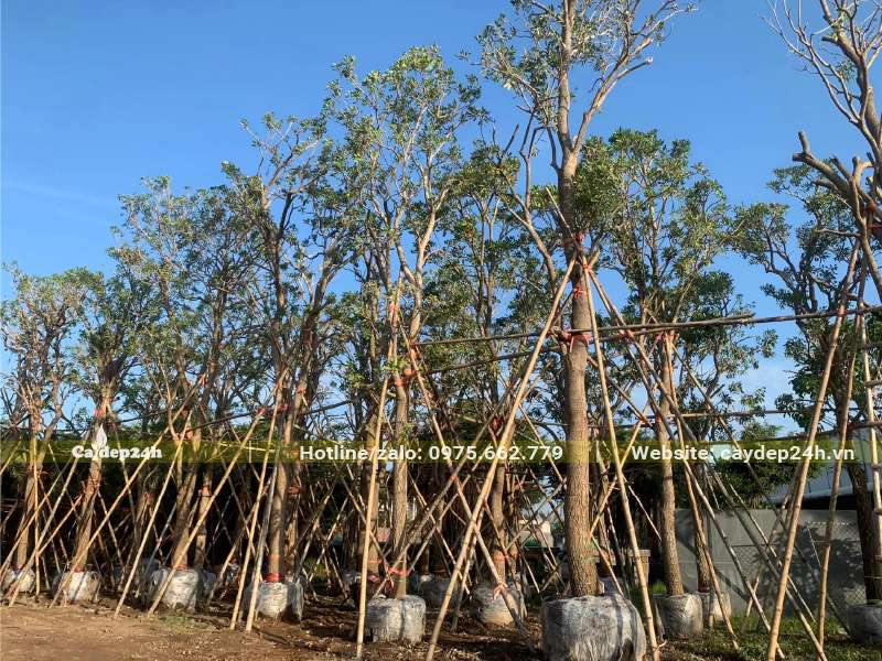 Cây chuông vàng cổ thụ chiều cao 6 - 7m, đk gốc 20 - 25cm