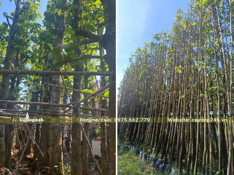 Khu vực dâm ủ cây Dầu Rái trưởng thành kích thước to nhỏ đều có