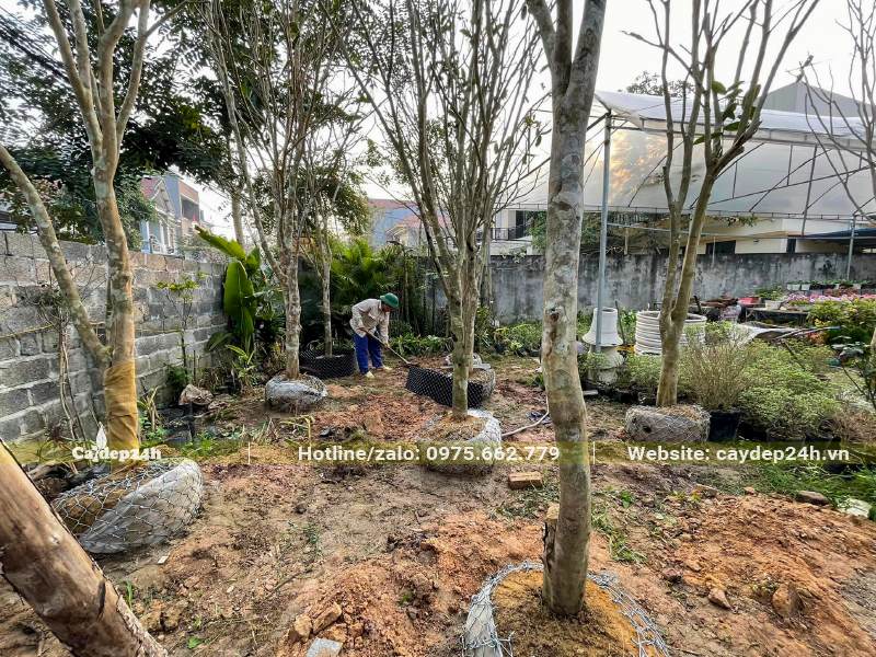 Dưỡng ủ số lượng lớn cây hoa Hải Đường cổ thụ đường kính gốc 15 - 20cm