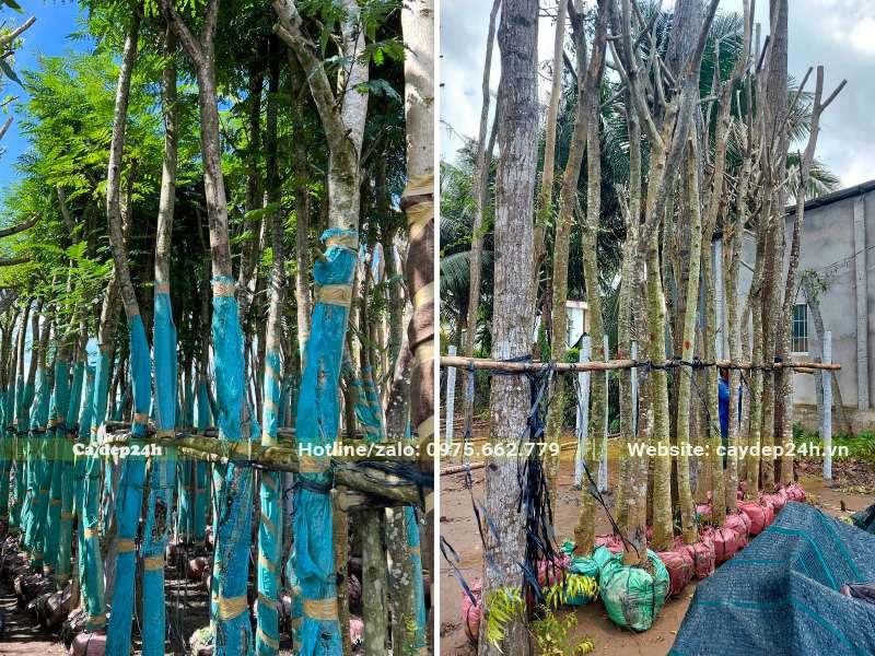 Dưỡng ủ số lượng lớn cây Lim Xẹt trong bầu, chiều cao hơn 4m, đường kính gốc 15 - 20cm