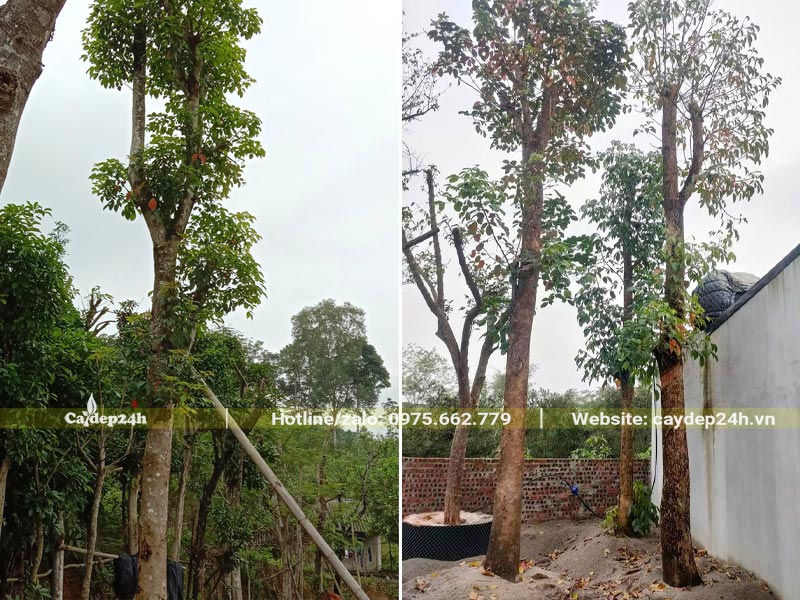 Dâm ủ cây Nhội đường kính gốc 25cm bằng cát ẩm