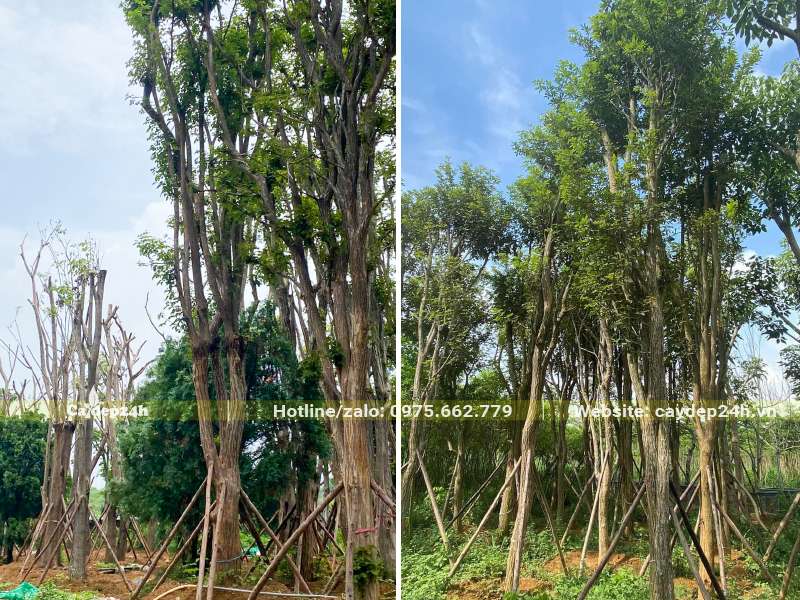 Phong Linh cổ thụ đẹp, thân thẳng, đk kính khoảng 10 - 12cm đo cách gốc 1m