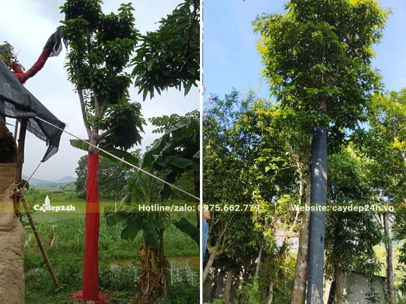 Sang công trình chiều cao 4 - 6m mới dâm ủ