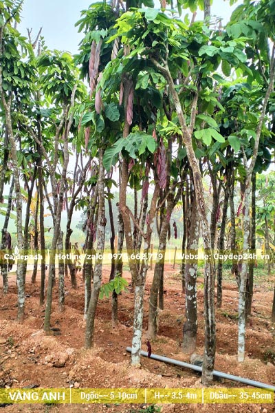 Dâm ủ cây theo hàng sử dụng đất đỏ tơi xốp