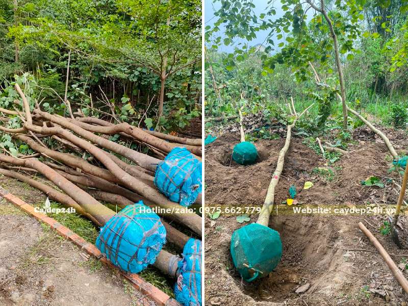 Bứng và bọc bầu cây Ban Hoàng Hậu trưởng thành đường kính gốc 10 - 15cm