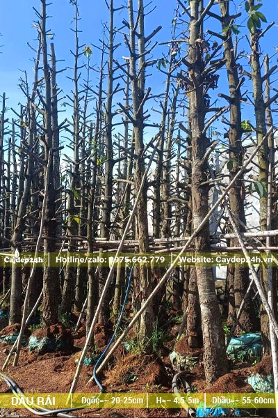Toàn bộ tay cành của cây Dầu Rái được cắt tỉa gọn trước khi dâm ủ