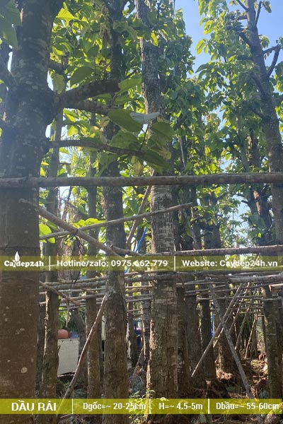 Cây Dầu Rái dâm ủ lâu năm, thân thẳng đẹp, đk khoảng 20 - 25cm