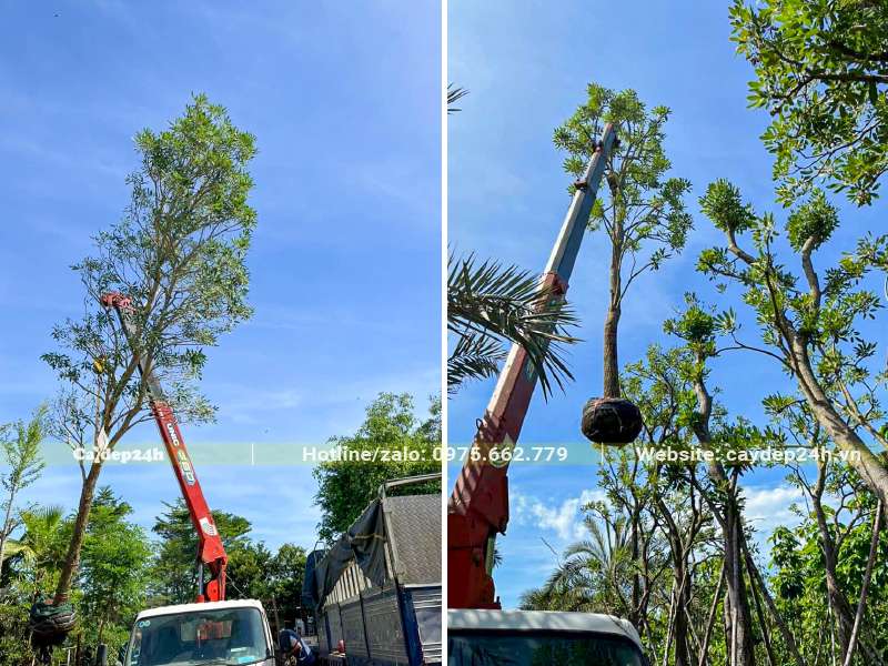 Cần cẩu đang di chuyển cây Chuông Vàng công trình từ vườn dâm ủ lên xe