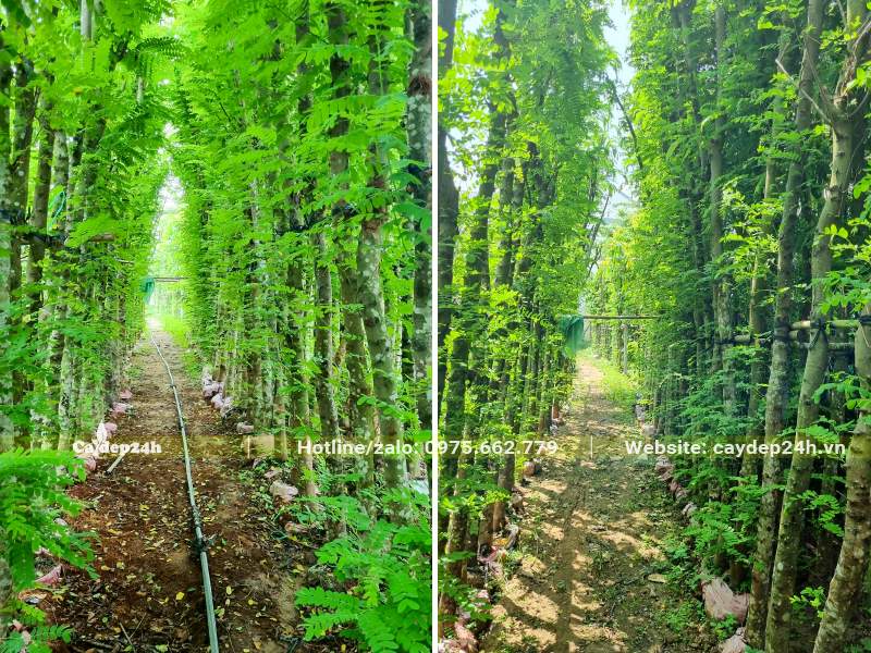 Sau thời gian dưỡng ủ khoảng 2 năm cây đang ra chồi mối khắp từ gốc đến ngọn