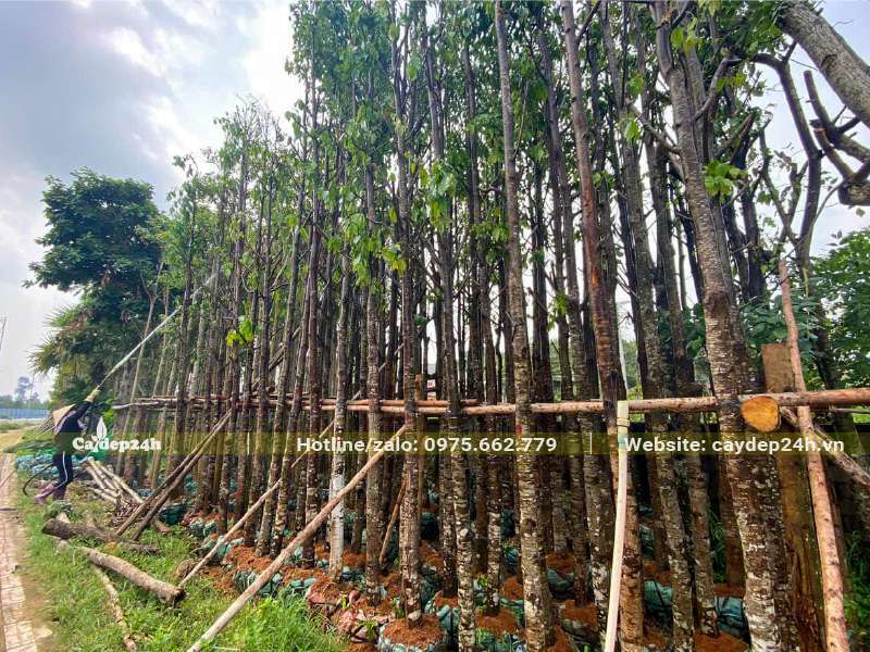 Cây Sao Đen công trình hơn 10 năm tuổi