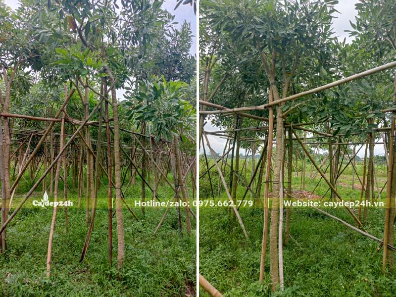 Vườn trồng cây Chuông Vàng quy mô lớn, cây cao khoảng 4m, đường kính gốc từ 5cm