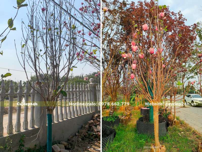 Dưỡng cây hoa Mộc Lan cao 3m, đường kính gốc 10cm