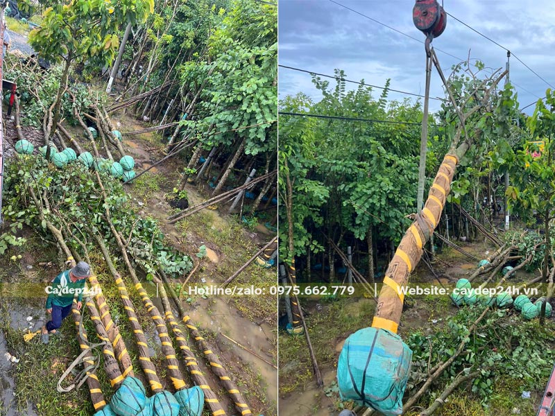 Những cây hoa Ban Tím được chọn ra từ vườn dâm ủ và cẩu lên xe