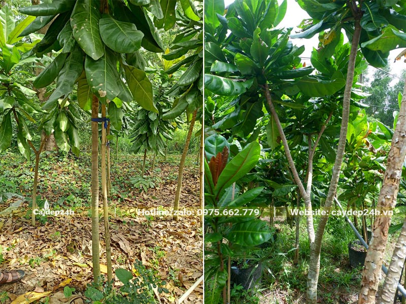 Vườn nhân giống và trồng cây Bàng Vuông công trình