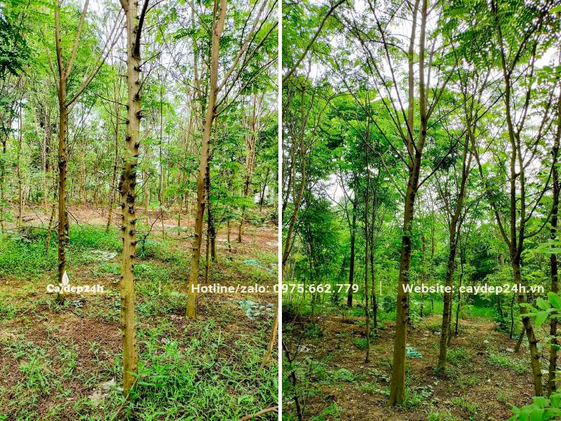 Vườn nuôi trồng cây Bọ Cạp Hồng trưởng thành