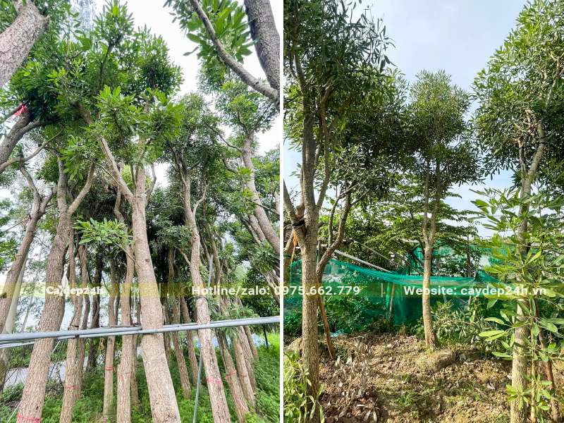 Chuông Vàng dâm ủ và cây lâu năm, kích thước lớn