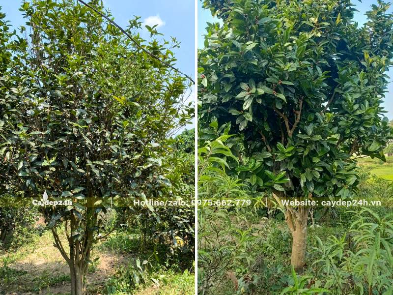 Hải Đường đỏ trồng lâu năm tại nhà vườn, đk gốc từ 5 - 10cm