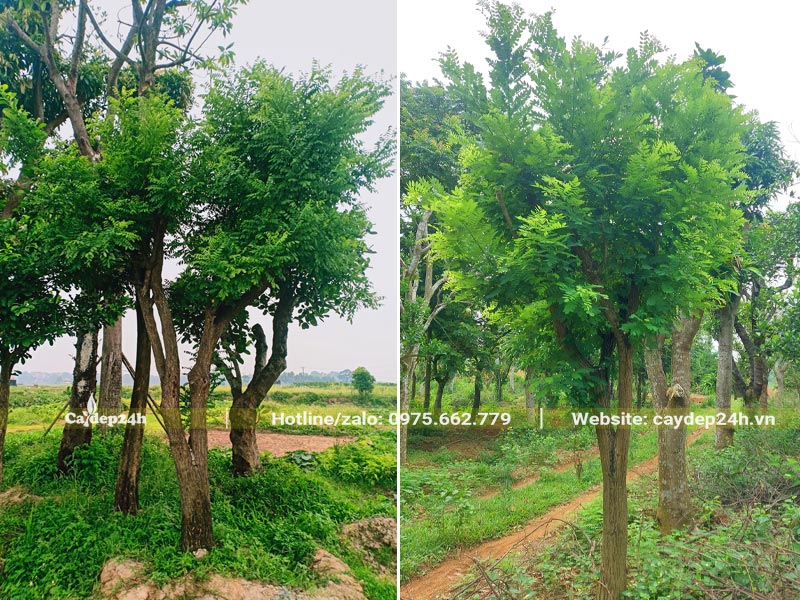 Vườn dưỡng cây hoa Hòe số lượng lớn, đường kính gốc từ 20 - 25cm