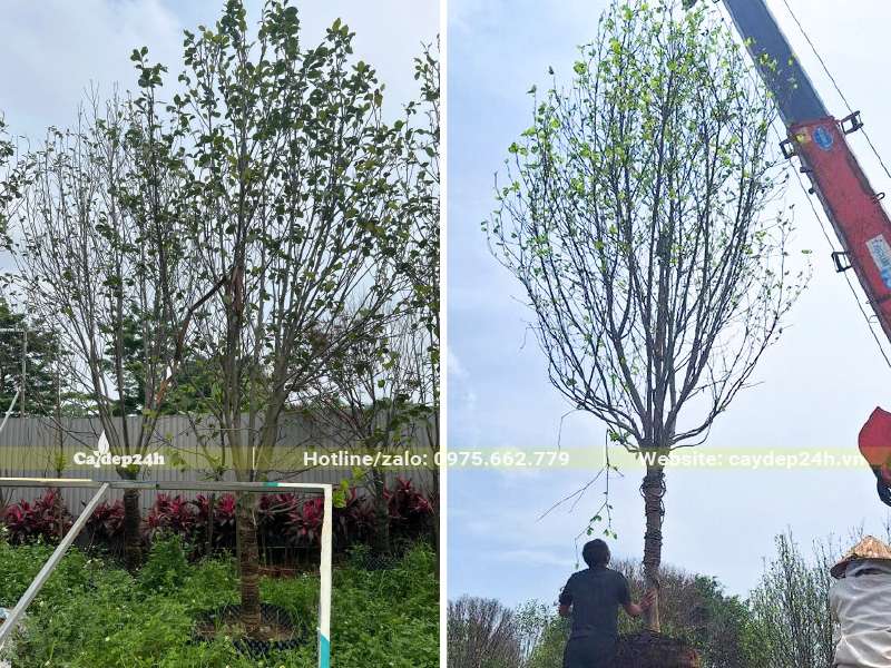 Bứng và cẩu cây hoa Mộc Lan công trình cao hơn 4m lên xe