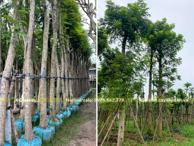 Dâm ủ số lượng lớm cây Lim Xẹt công trình cao lớn, đường kính gốc gần 20cm